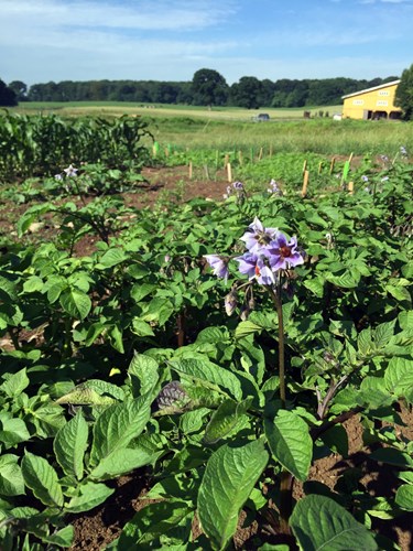 kartoffelblomst i smagsmarken