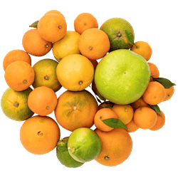 Gå på opdagelse i vores univers af citrusfrugter